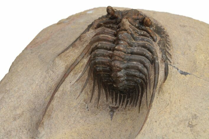 Spiny Leonaspis Trilobite - Foum Zguid, Morocco #226033